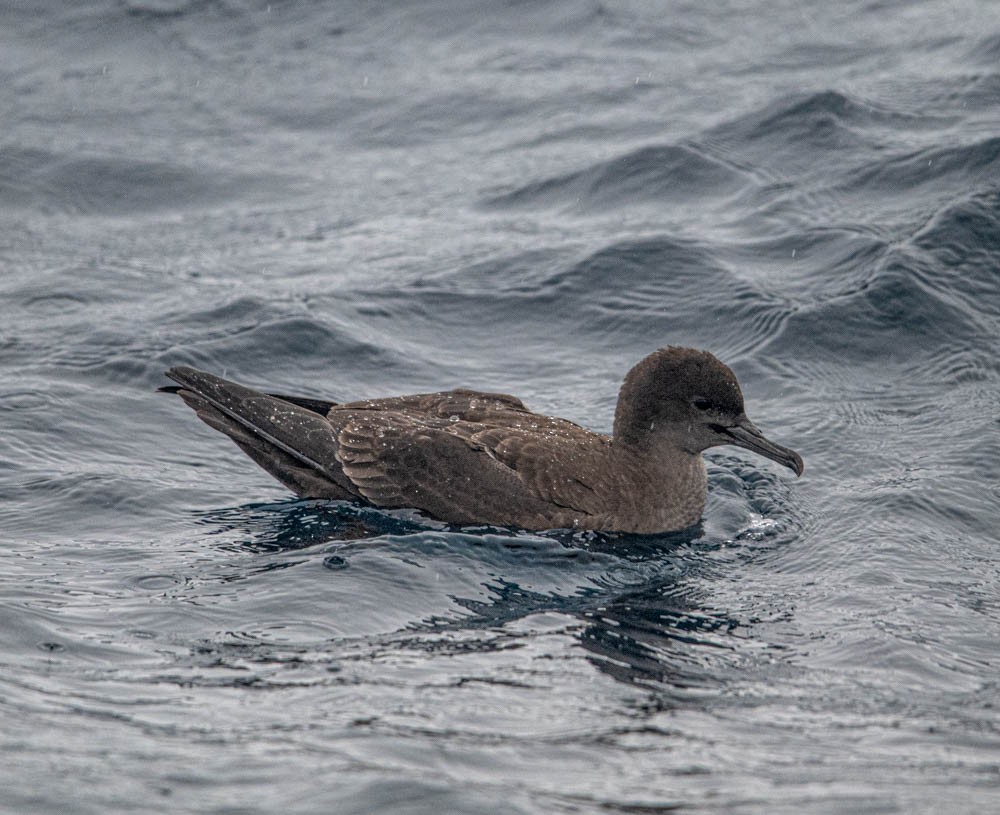 Sooty Shearwater - ML615785207