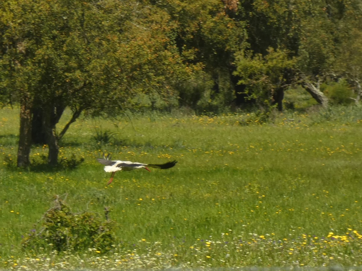 Cigogne blanche - ML615785208