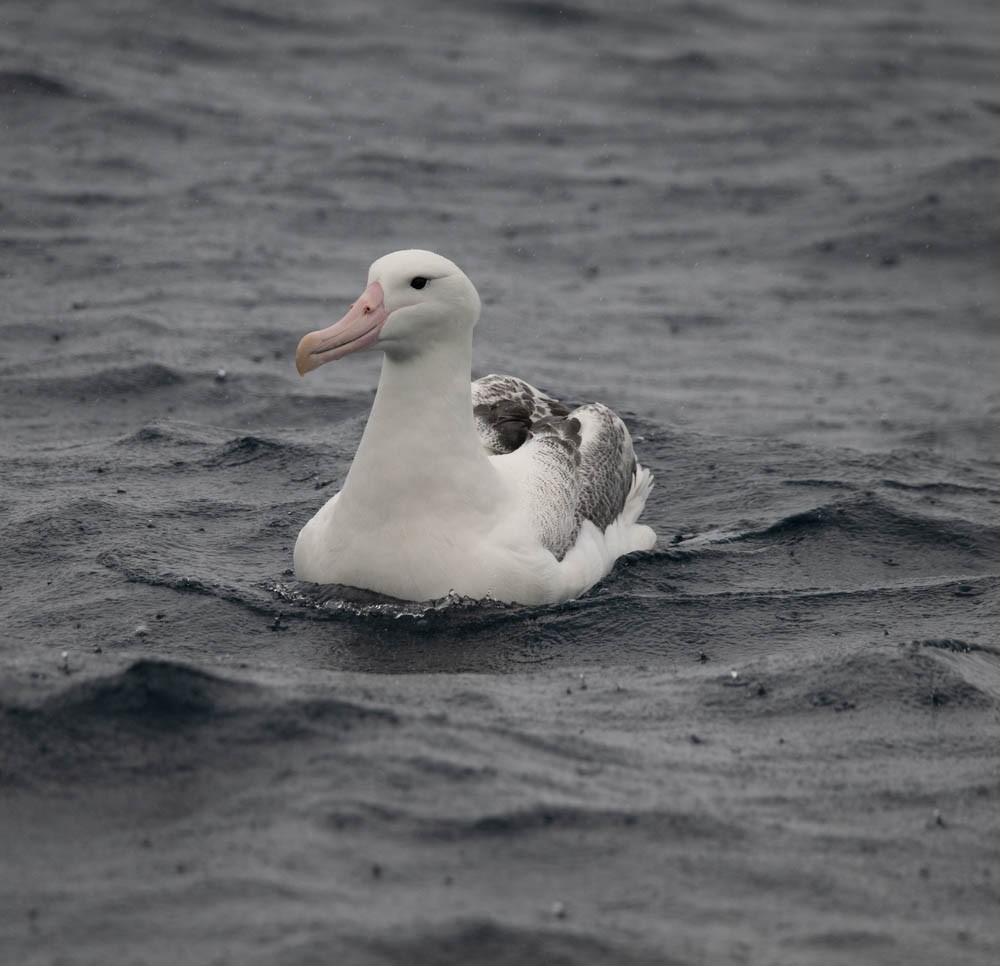 albatros královský - ML615785219