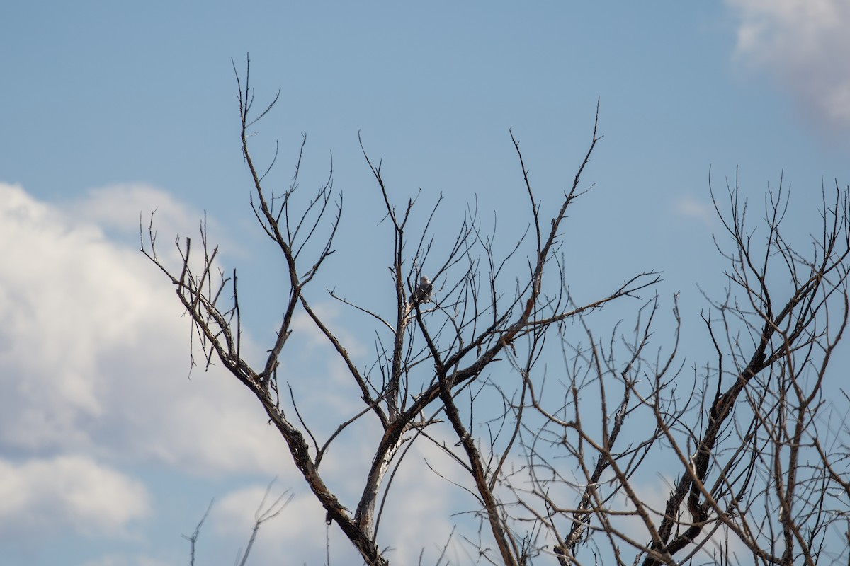 White-tailed Kite - John Finn