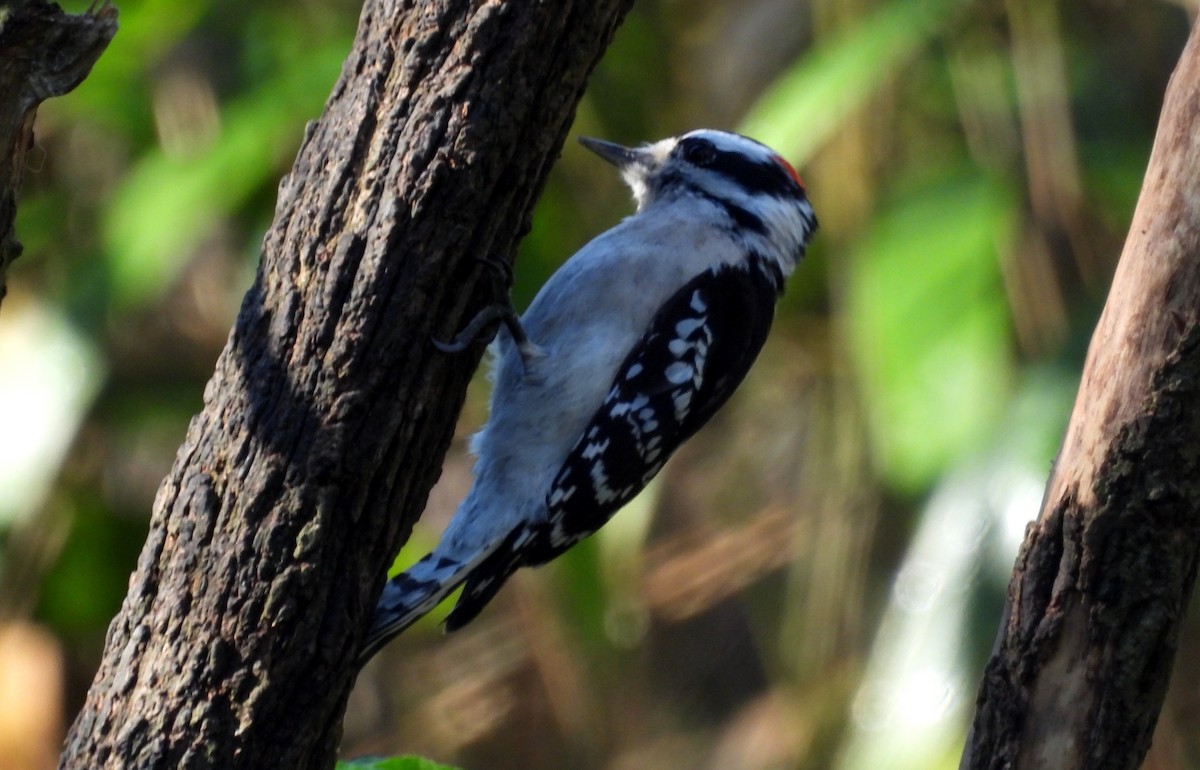 Downy Woodpecker - Fernando Angulo - CORBIDI