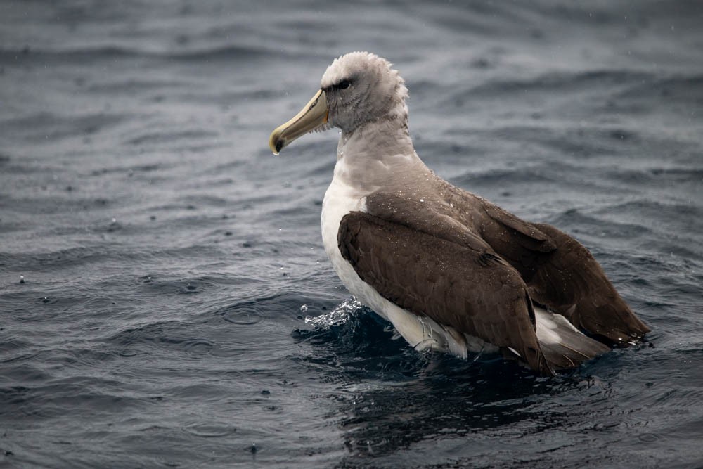 Salvin's Albatross - ML615785340