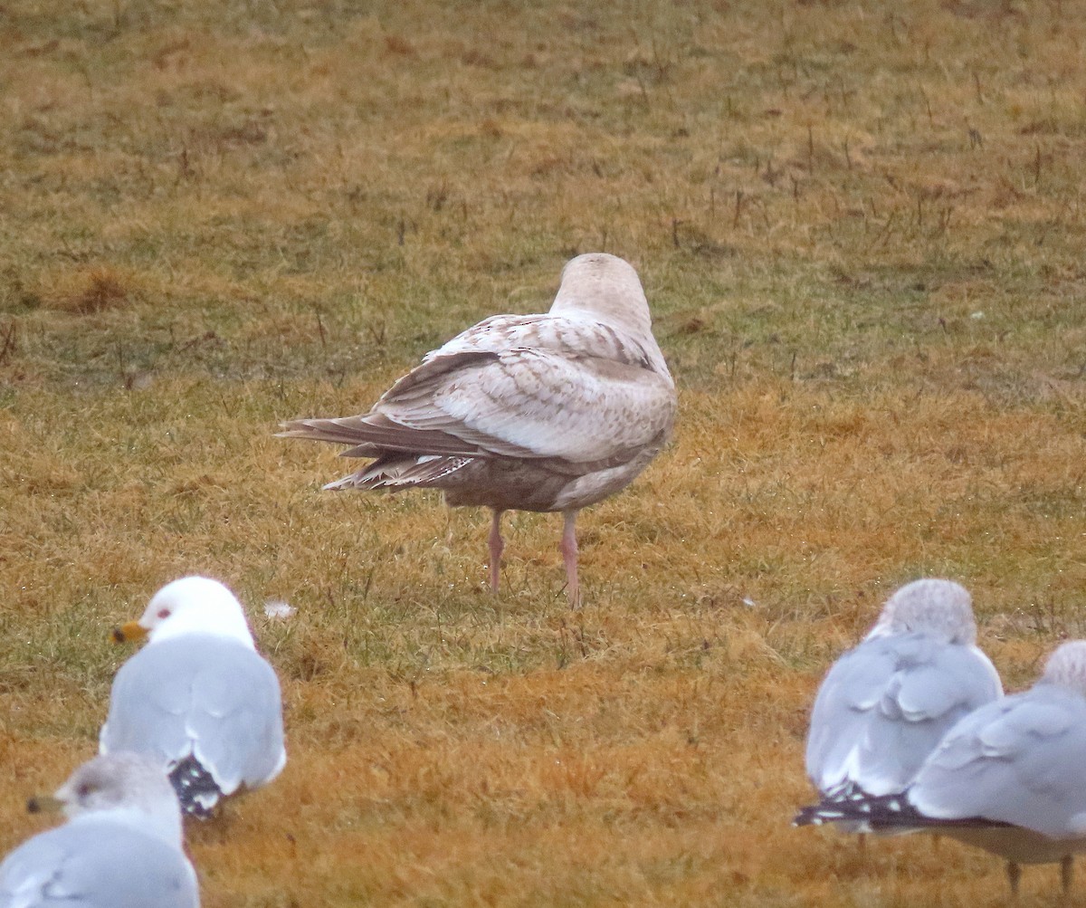 Herring x Glaucous Gull (hybrid) - ML615785444