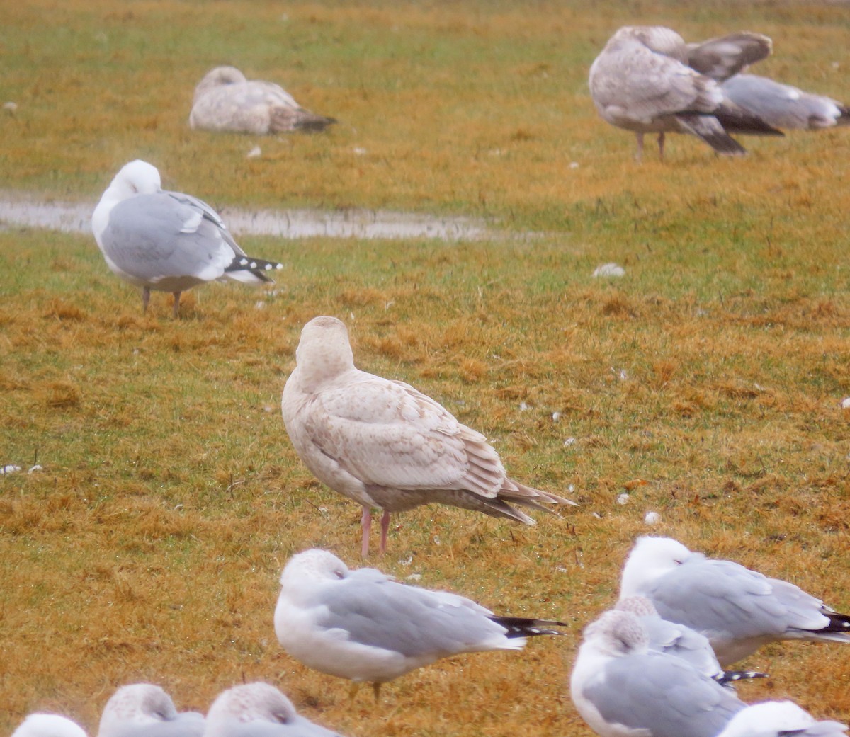 Herring x Glaucous Gull (hybrid) - ML615785452