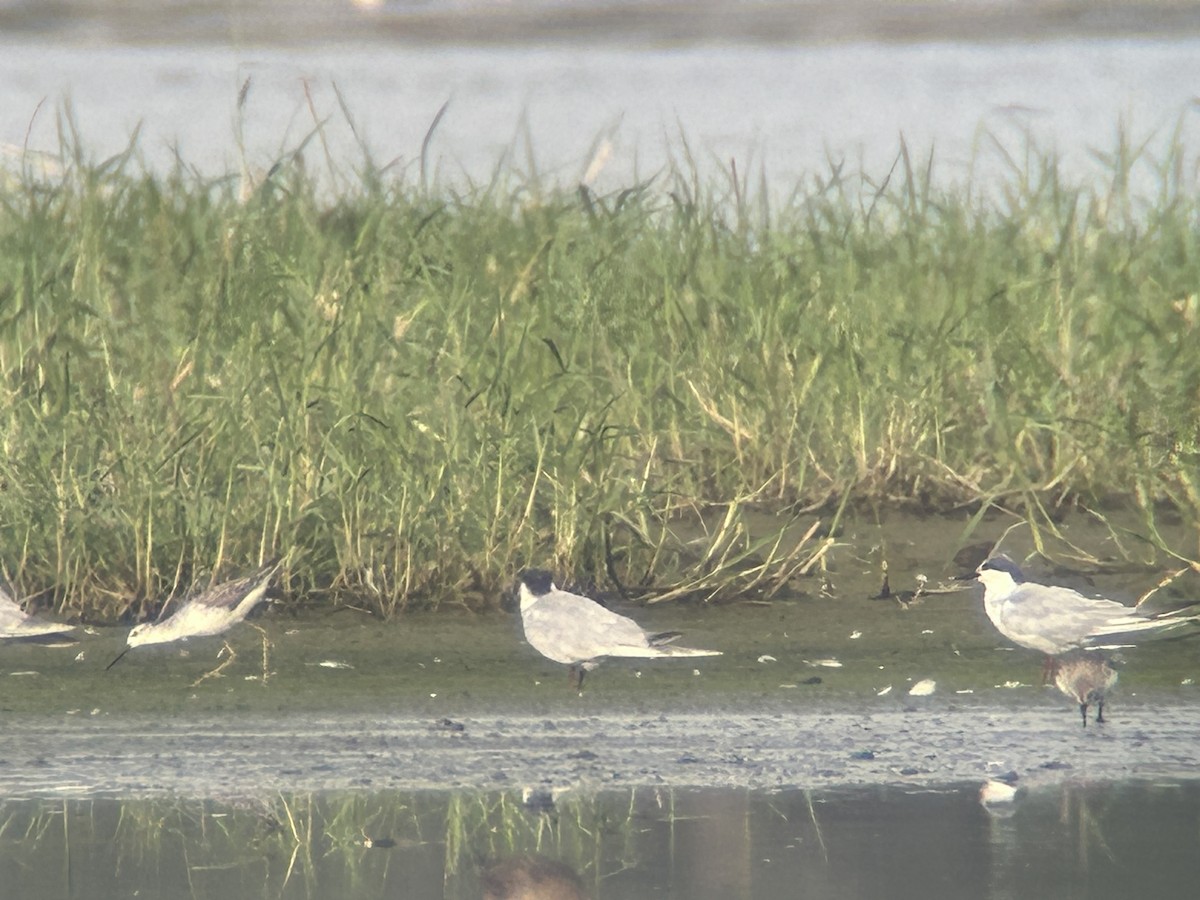 Marsh Sandpiper - ML615785460