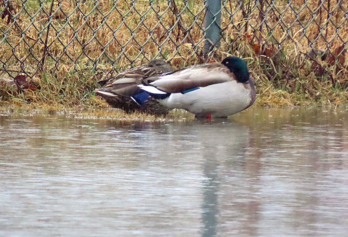 Mallard - ML615785462