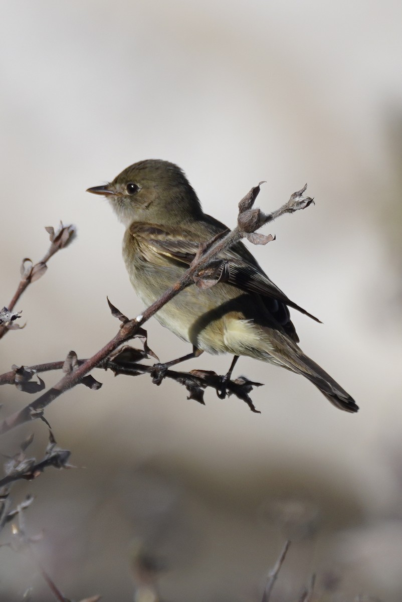 Alder Flycatcher - ML615785473