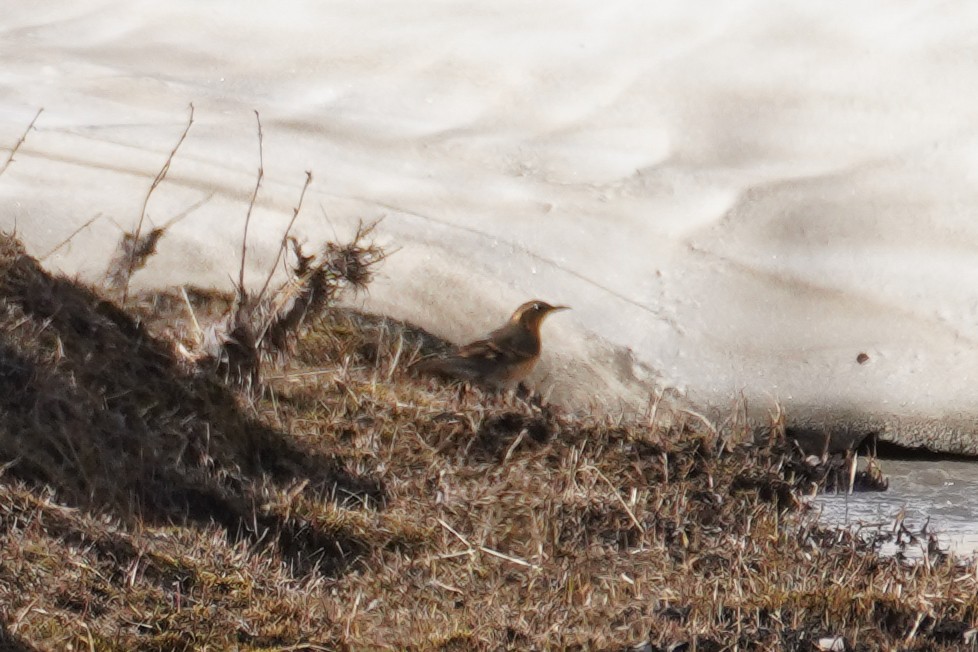 Varied Thrush - ML615785487