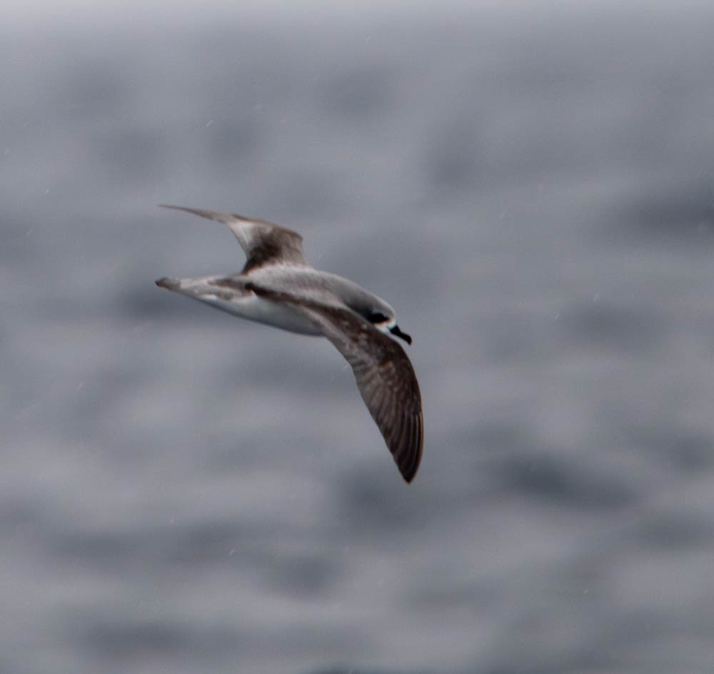 Cook's Petrel - ML615785512