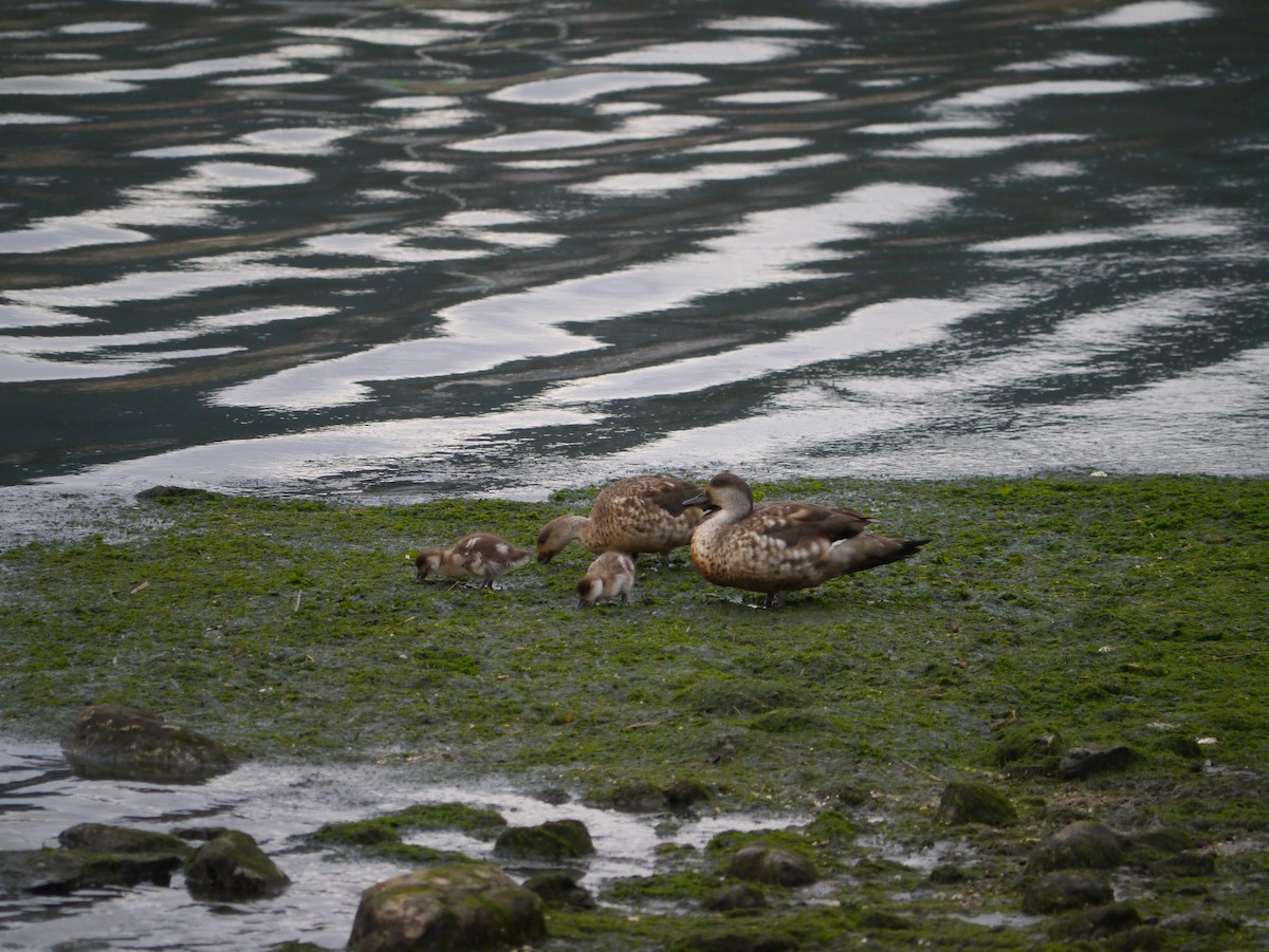 Crested Duck - ML615785554