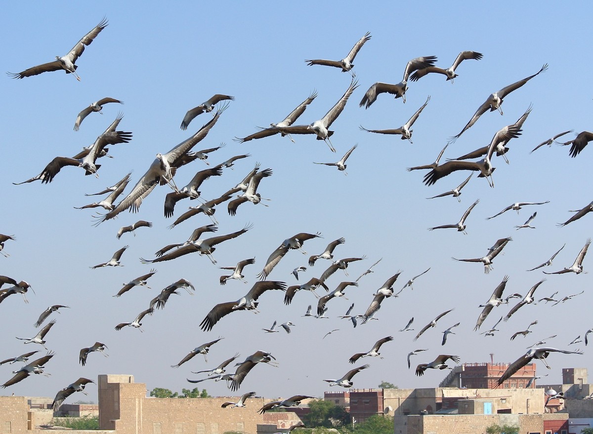 Demoiselle Crane - ML615785560