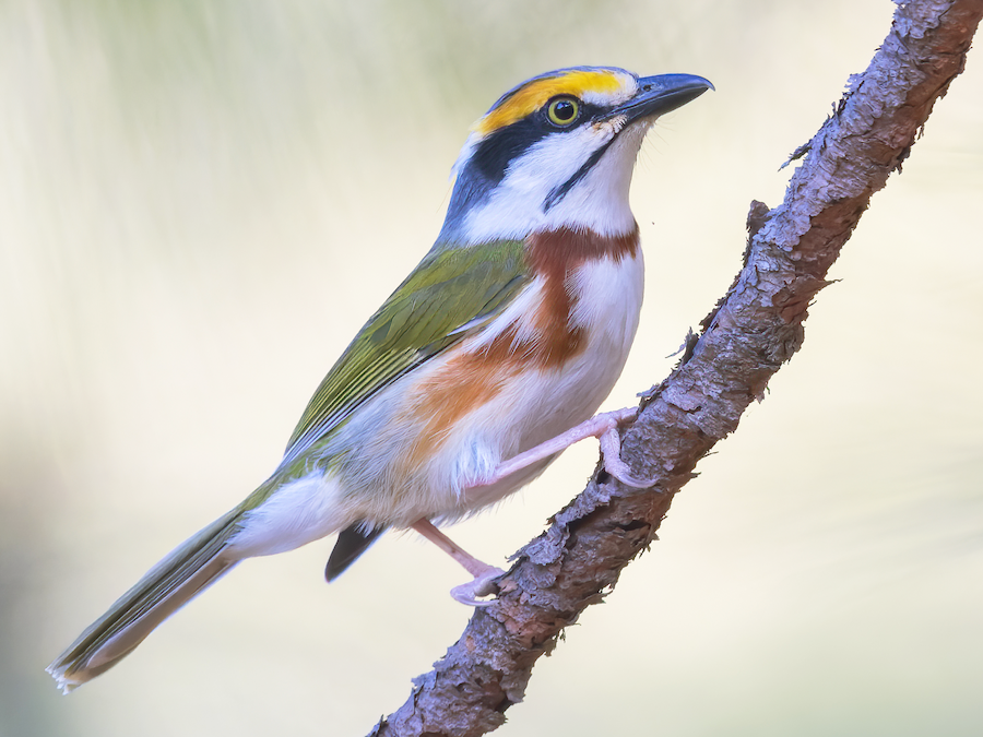 chestnut-sided shrike-vireo - eBird