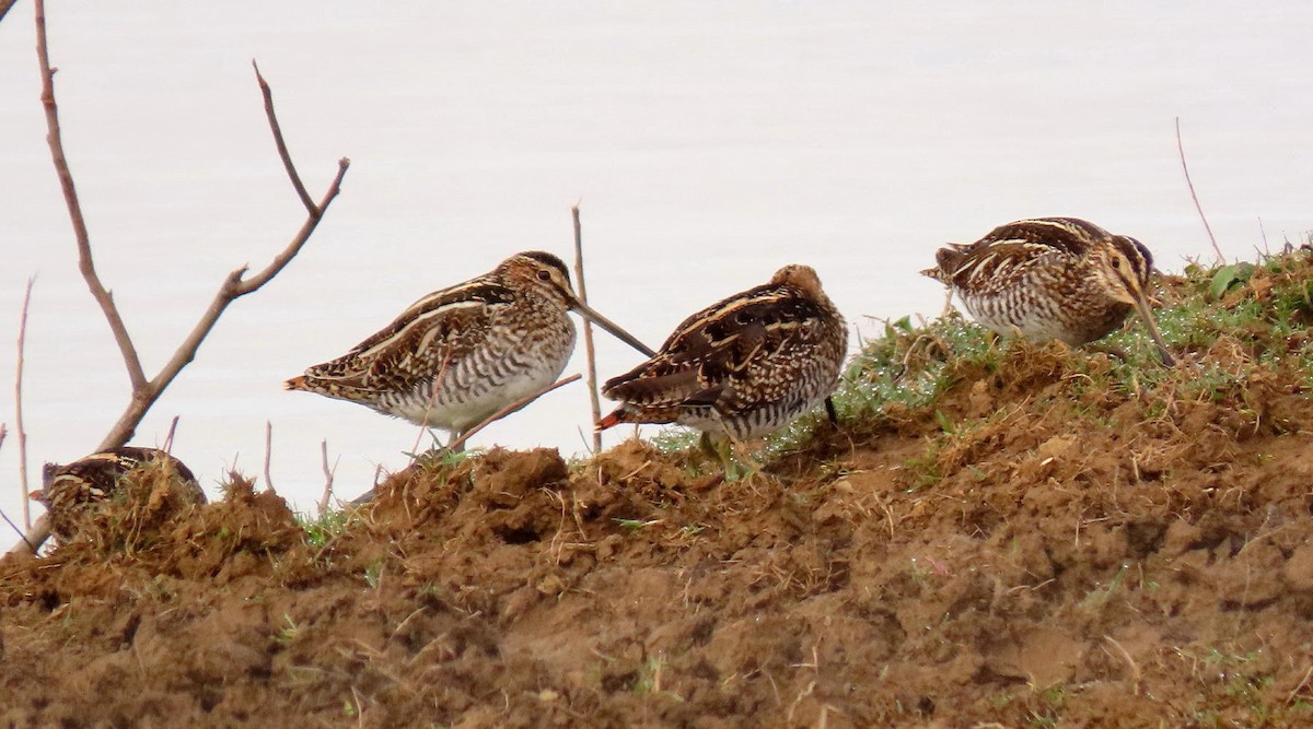 Wilson's Snipe - ML615785651