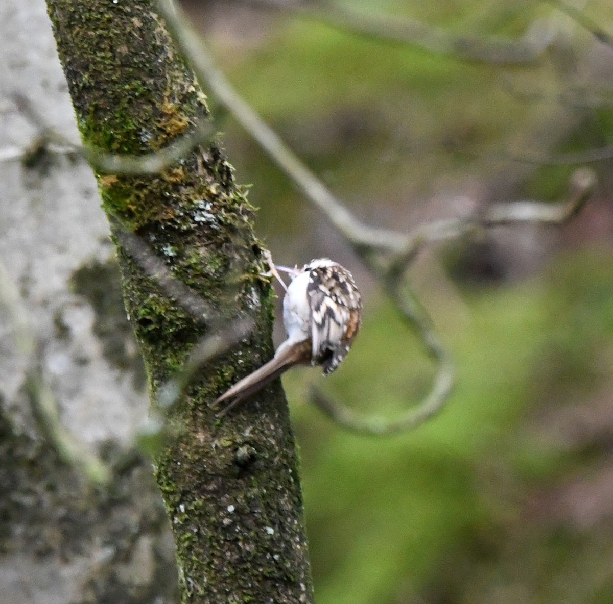 Хөвчийн бялзуумар - ML615785660