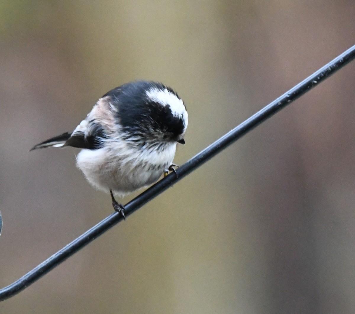 Long-tailed Tit (europaeus Group) - ML615785685