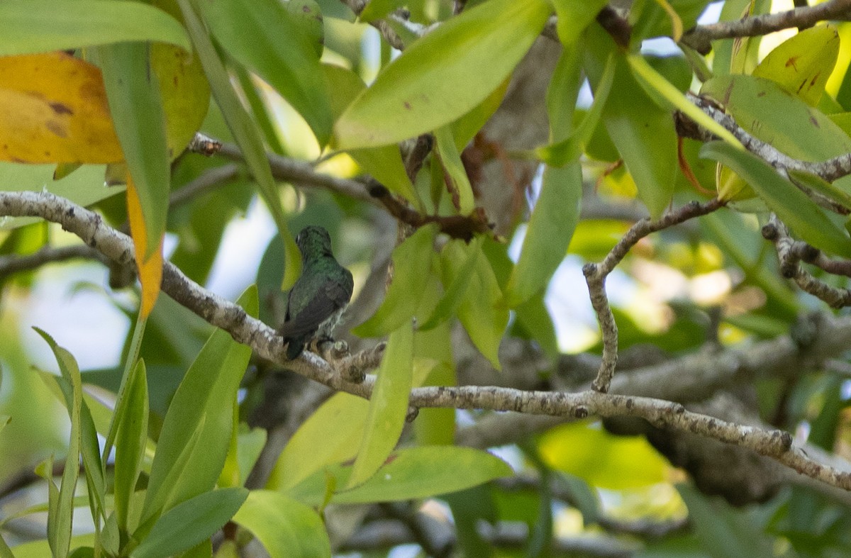 Mangrove Hummingbird - ML615785691