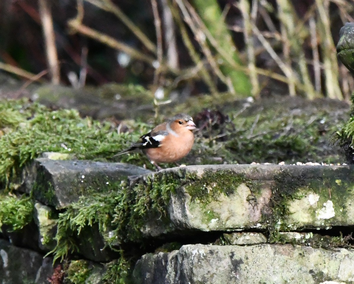 Дуулгат бужирга - ML615785697