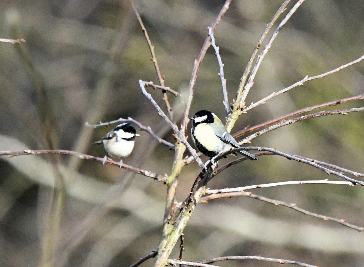 Great Tit (Great) - ML615785706