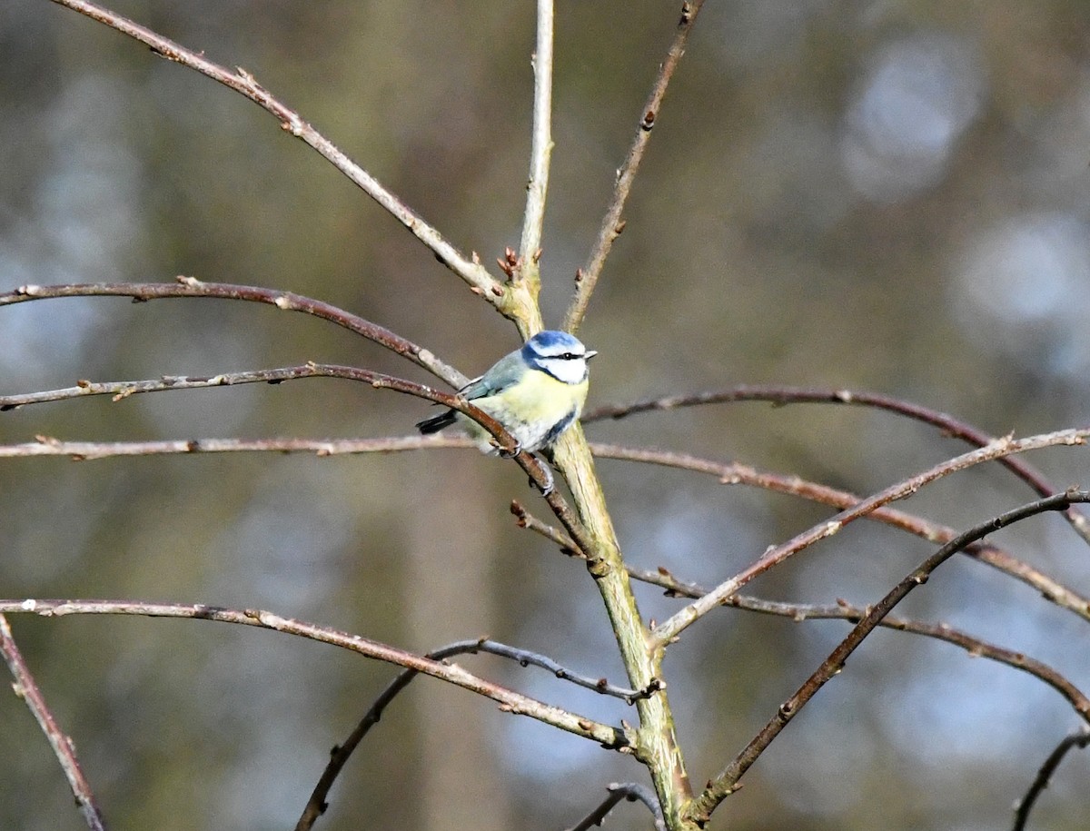 Өрнийн хөх бух - ML615785713