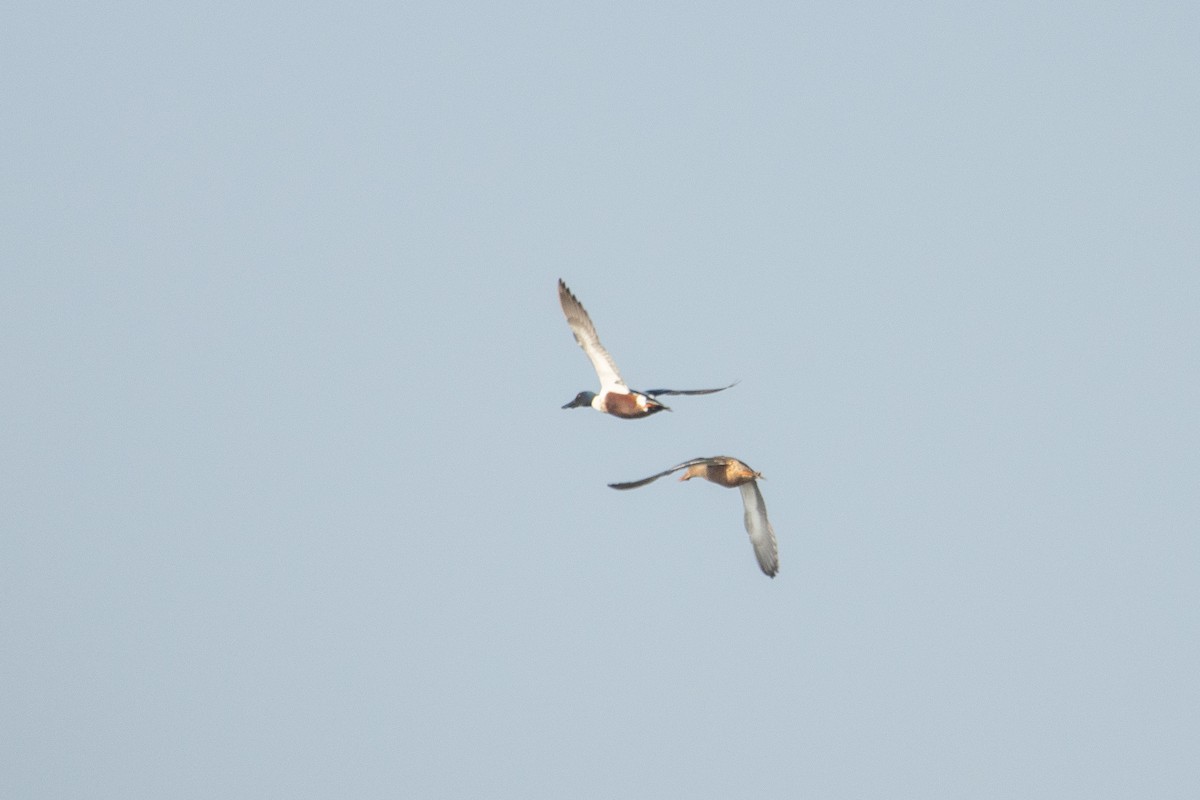 Northern Shoveler - ML615785721