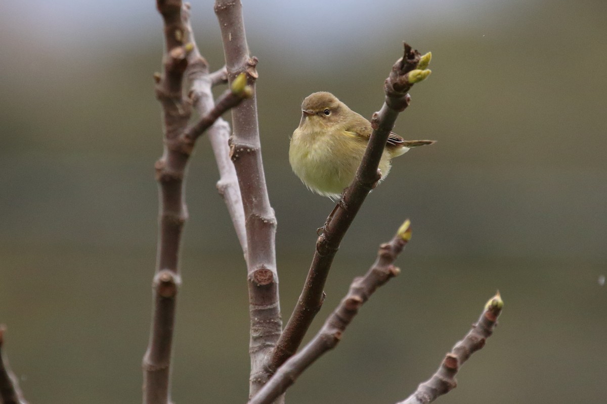 Common Chiffchaff - ML615785736