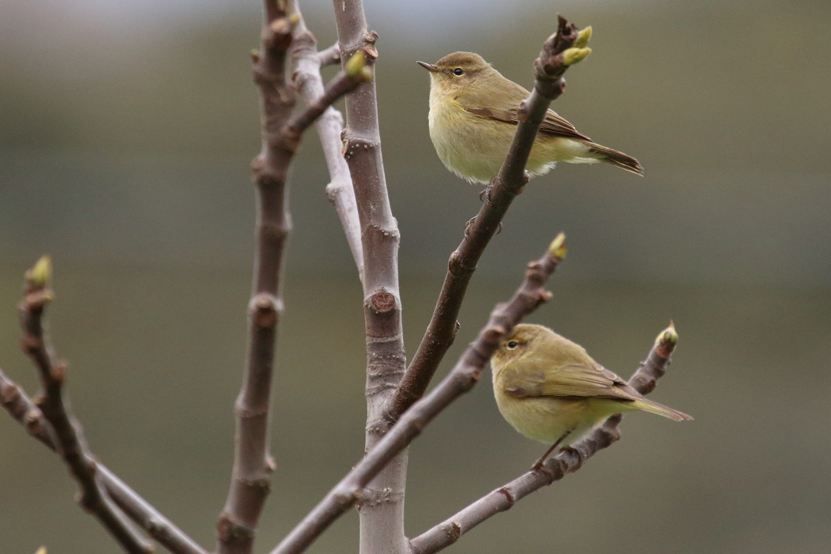 Common Chiffchaff - ML615785738