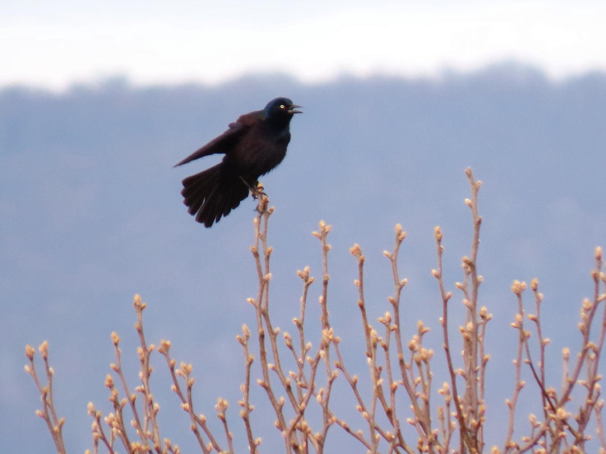 Common Grackle - David Cooney Jr