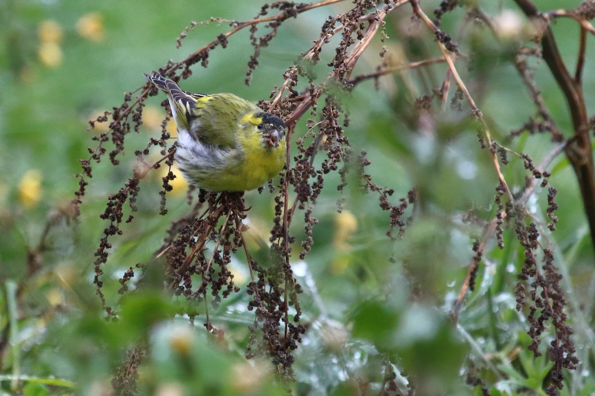 Eurasian Siskin - ML615785754