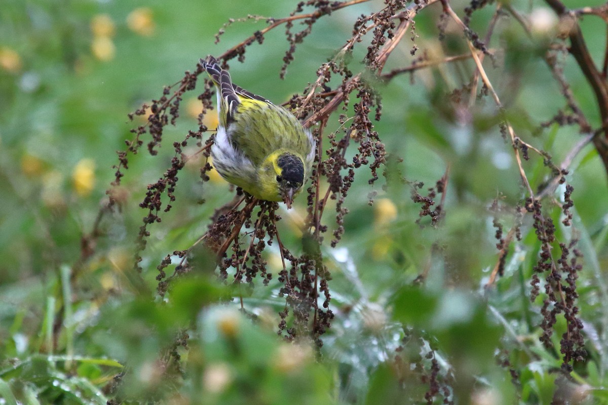 Eurasian Siskin - ML615785755