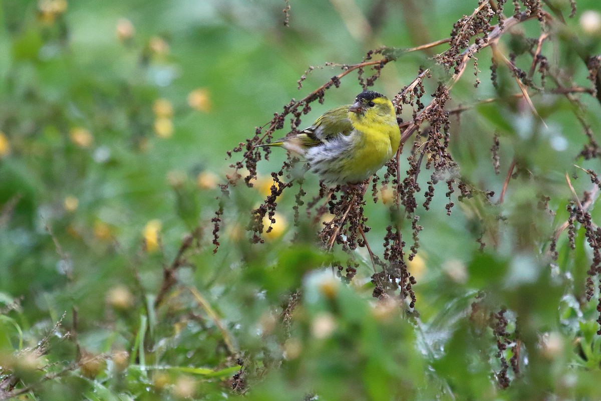 Eurasian Siskin - ML615785756