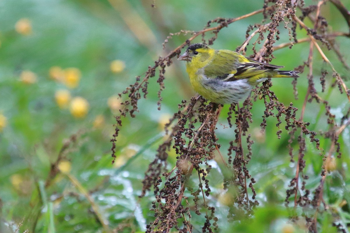 Eurasian Siskin - ML615785757