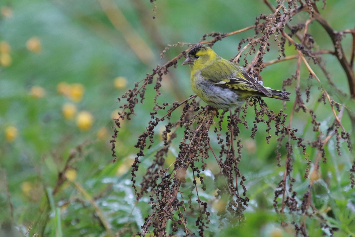 Eurasian Siskin - Juan Carlos Albero