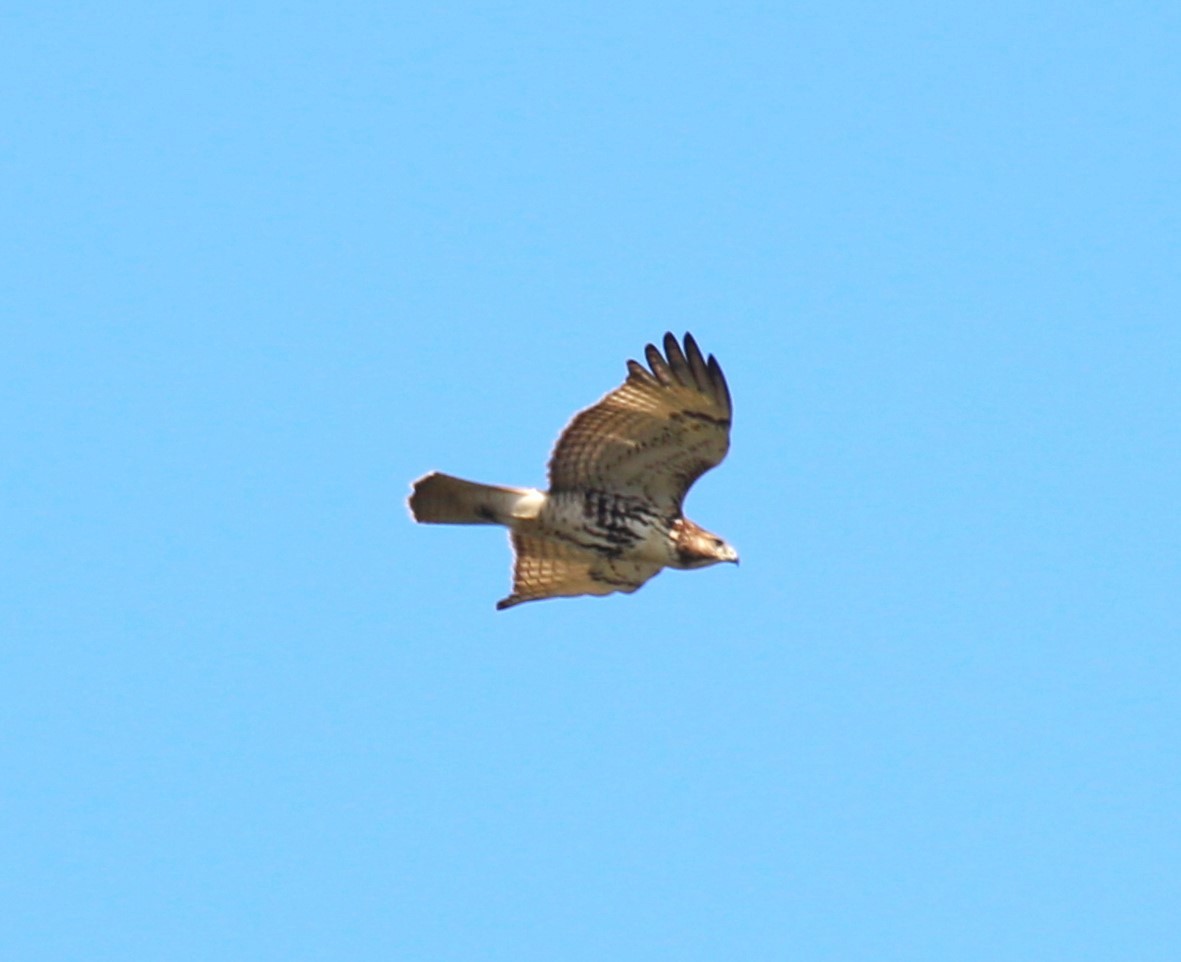 Red-tailed Hawk - ML615785797