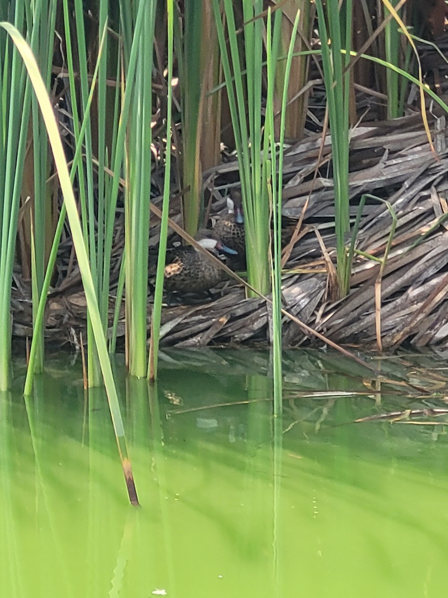 White-cheeked Pintail - ML615785807