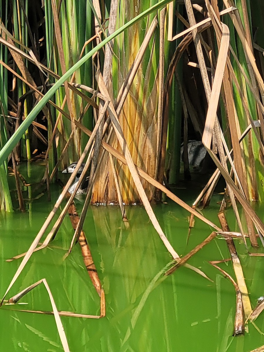 Pied-billed Grebe - ML615785815