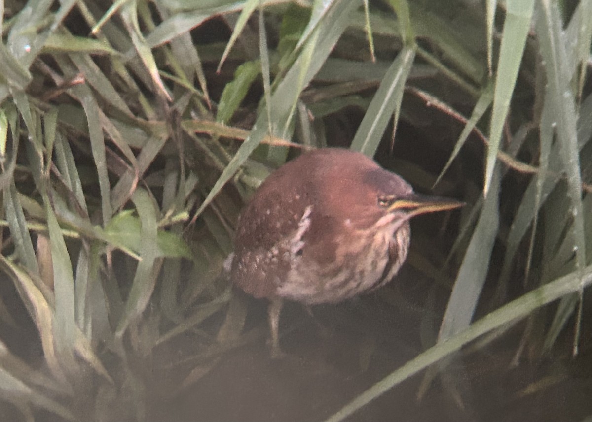 Cinnamon Bittern - ML615785822