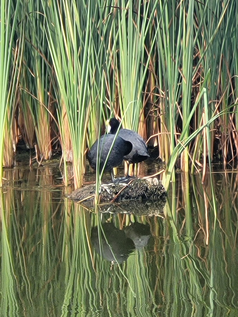 Slate-colored Coot - ML615785829