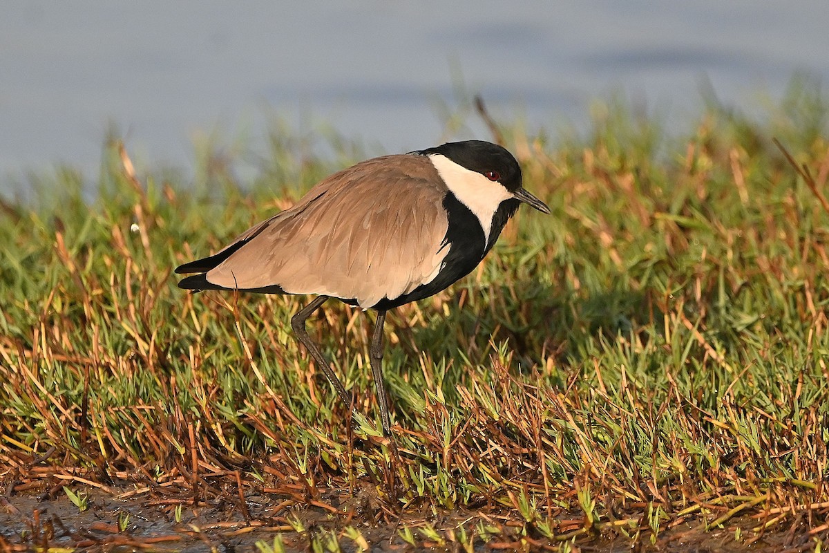 Spur-winged Lapwing - ML615785831