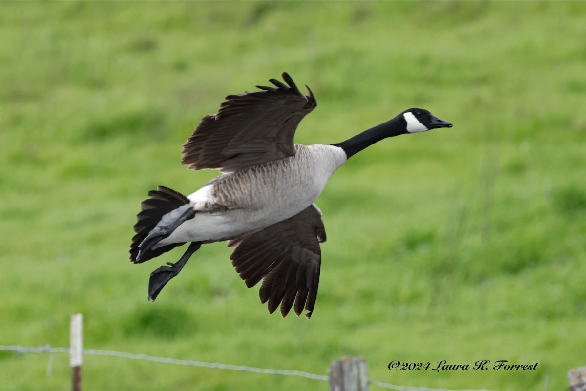 Canada Goose (moffitti/maxima) - ML615785846