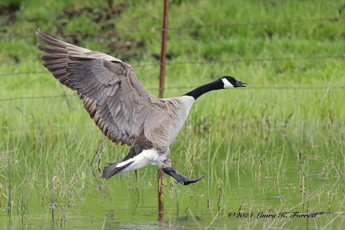 Canada Goose (moffitti/maxima) - Laura Forrest