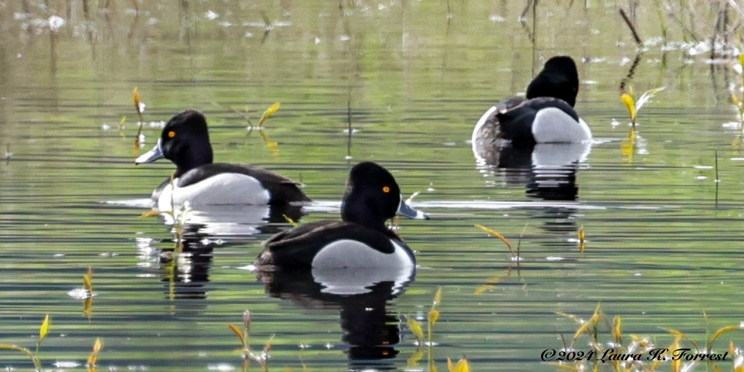 Ring-necked Duck - ML615785858