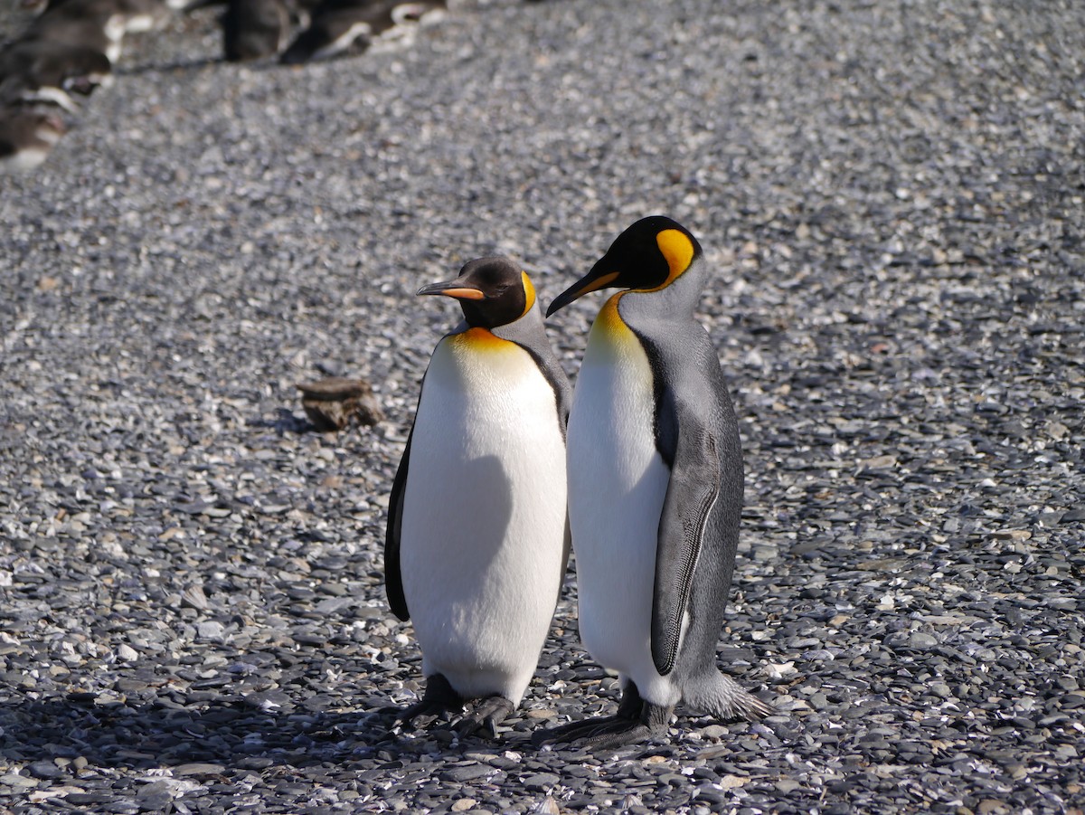 Королевский пингвин - ML615785871
