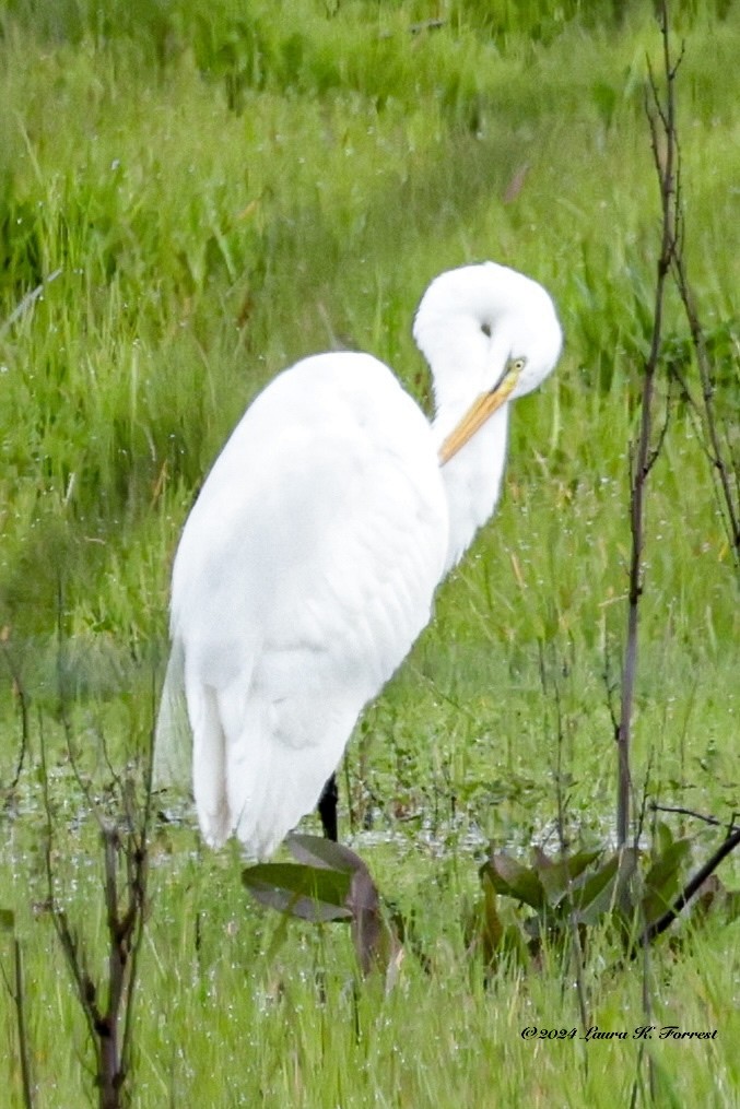 Great Egret - ML615785873