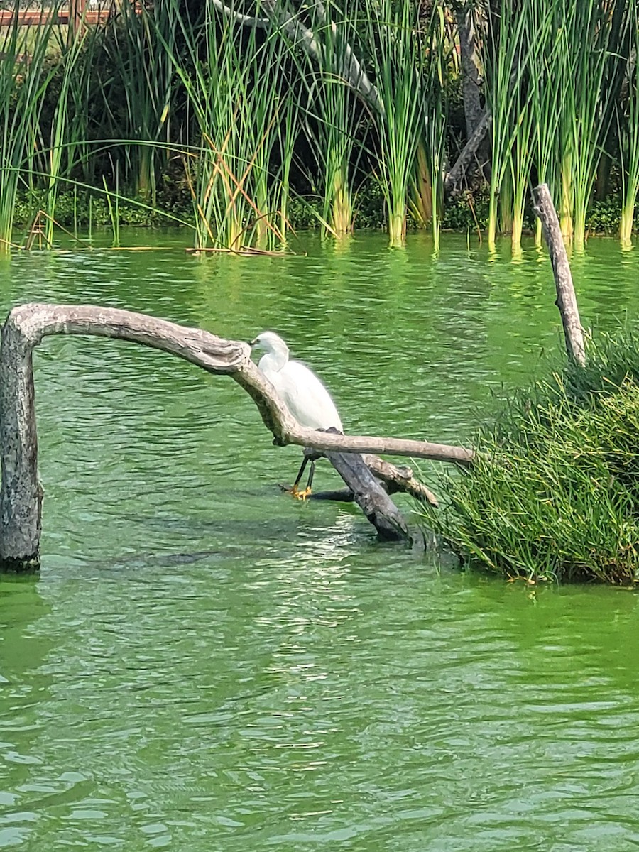 Snowy Egret - ML615785874