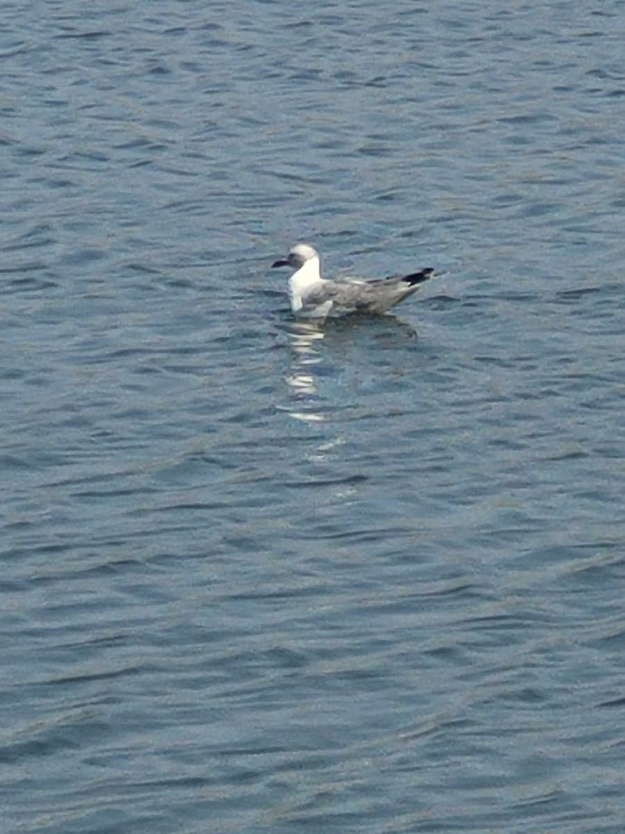 Gray-hooded Gull - ML615785885