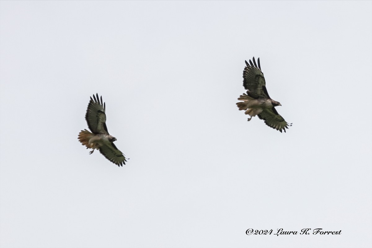 Red-tailed Hawk - ML615785887