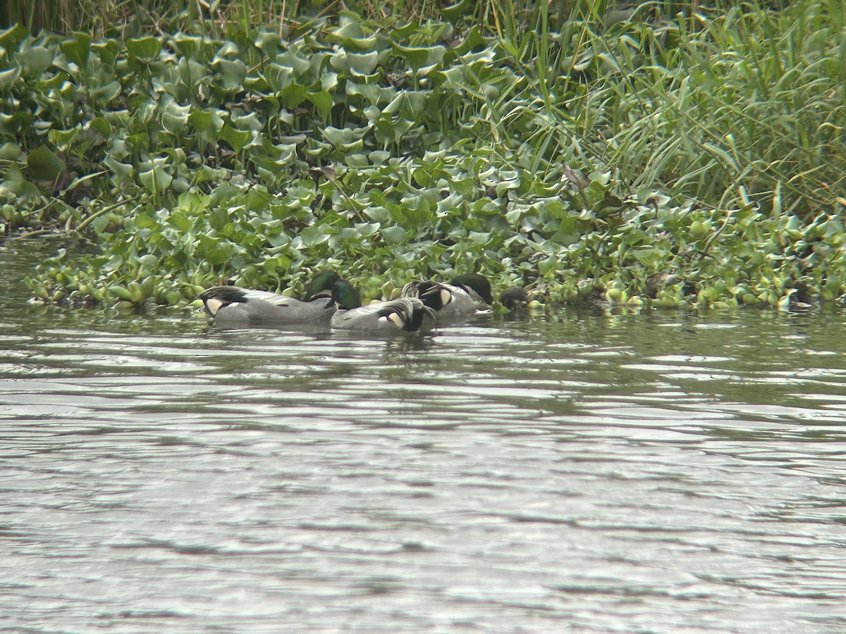 Falcated Duck - ML615785889