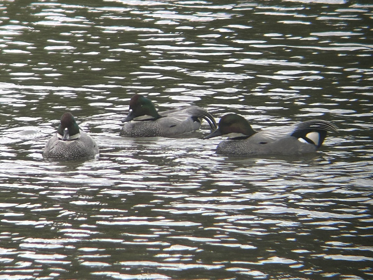 Falcated Duck - ML615785891