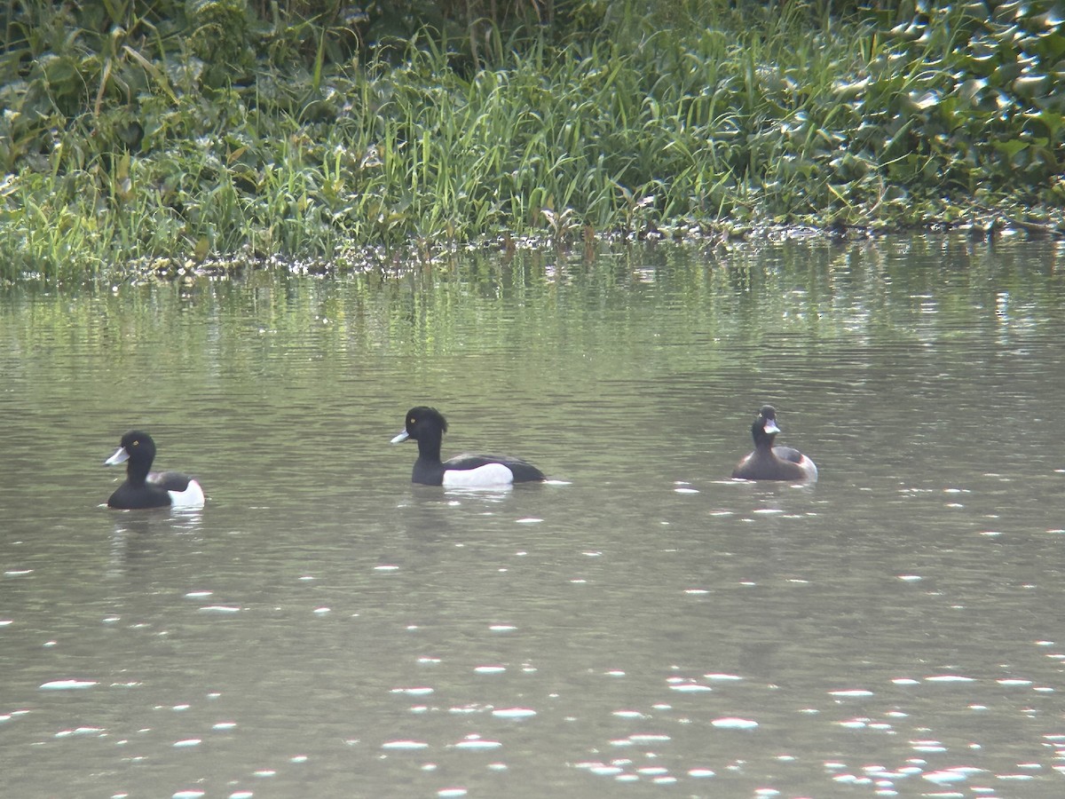 Tufted Duck - ML615785899