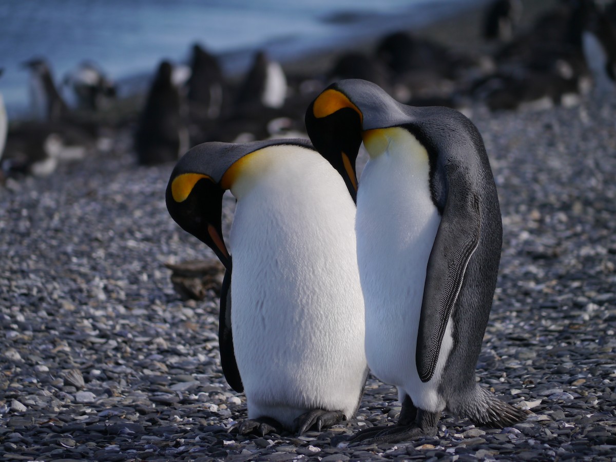 Королевский пингвин - ML615785903